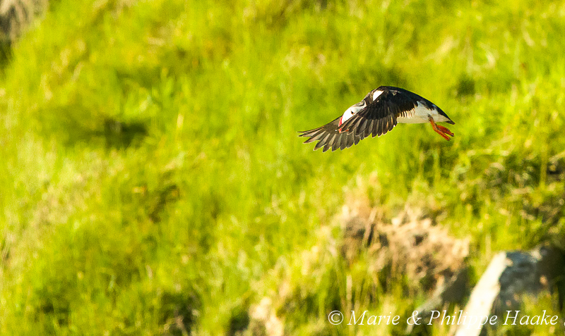 Macareux 3088.jpg - Macareux moine, Fratercula arctica, Atlantic Puffin (Norvège, juin 2012)